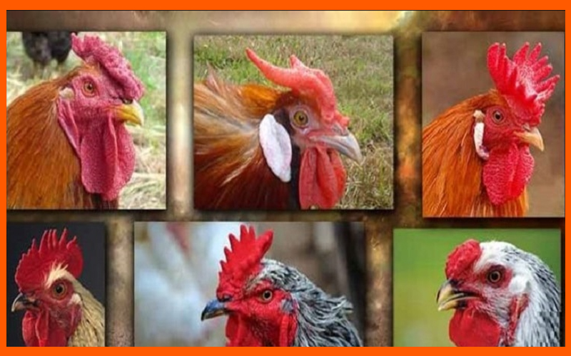 Mỗi giống gà đá mang chiến thuật và đặc điểm thi đấu khác nhau