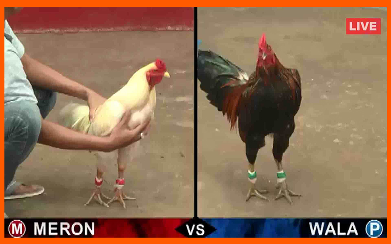 Phát sóng đá gà trực tiếp tại BOT88 không qua xử lý hình ảnh