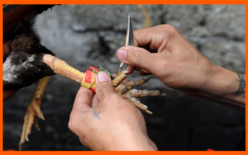 Gà được kiểm tra trọng lượng và cựa trước khi ra sàn đấu