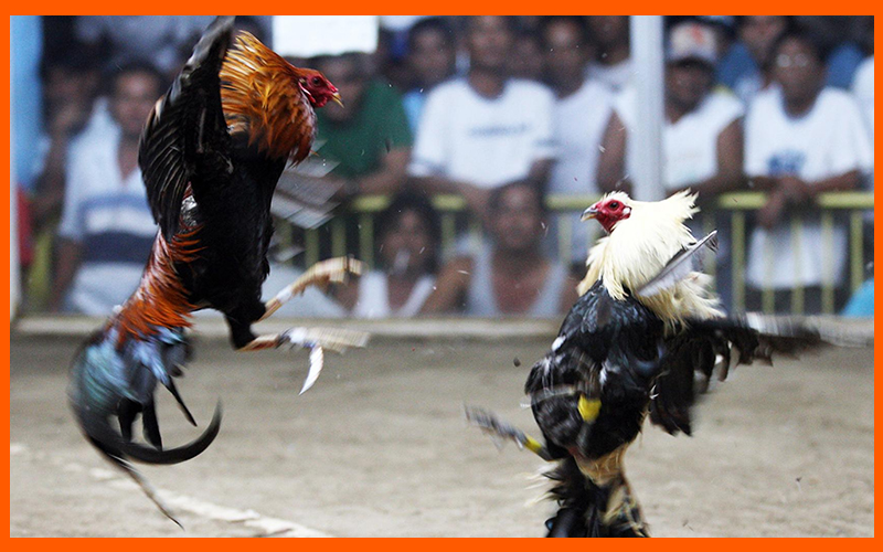 Trường gà Thomo chuyên tổ chức hàng trăm trận đá gà cựa dao mỗi ngày