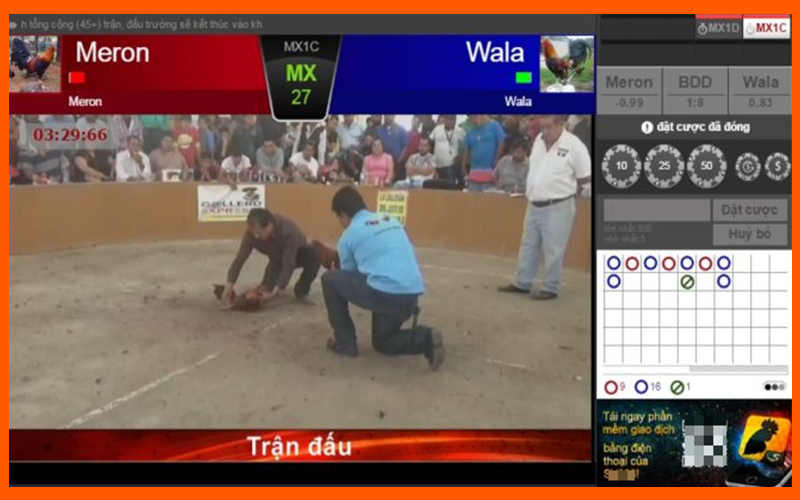 Các quy định trọng tài và luật xử thua trong trận đá gà Thomo năm 2025