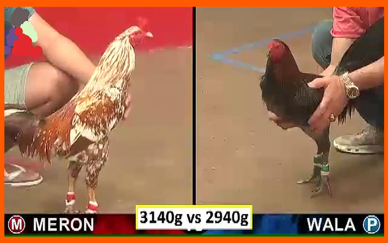 Giai đoạn chuẩn bị thả gà, thời điểm quan sát tác phong HLV