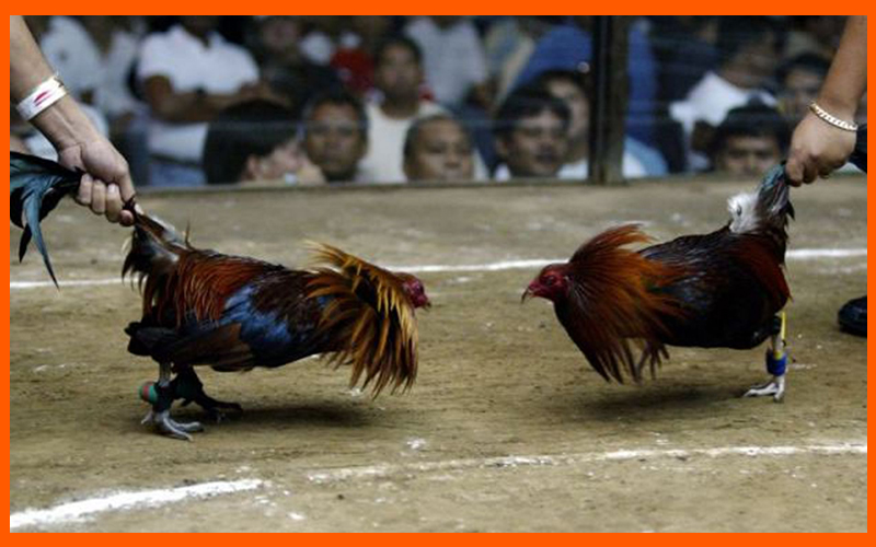 Trường gà Thomo, nơi tổ chức các trận đá gà trực tiếp theo ngày