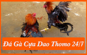 Đá Gà Cựa Dao Thomo Trực Tiếp 24/7 Tại BOT88