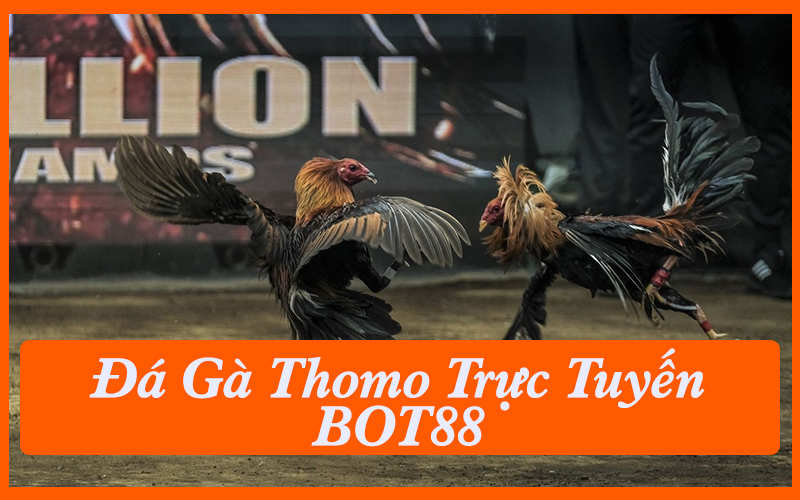 Đá Gà Thomo Trực Tuyến BOT88 Được Ưa Chuộng Nhất 2025