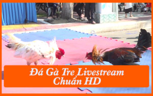 Đá Gà Tre Livestream Chuẩn HD Với 3 Sảnh Thomo Nổi Bật
